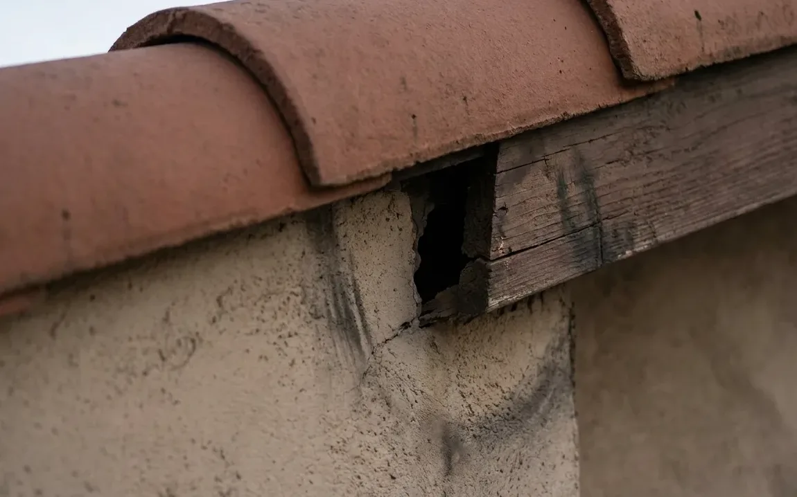 Rodent entry point at the fascia of an older house Rodent entry point at the fascia of an older house