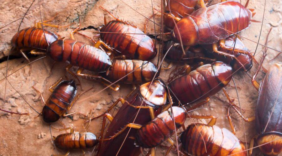 Professional pest control services in Pasadena - Ants & Rodents Pest Control Pasadena